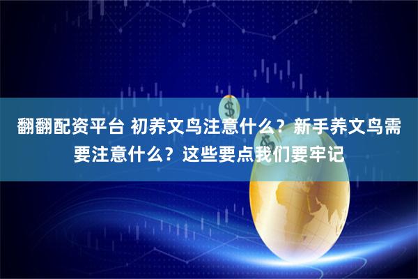 翻翻配资平台 初养文鸟注意什么？新手养文鸟需要注意什么？这些要点我们要牢记