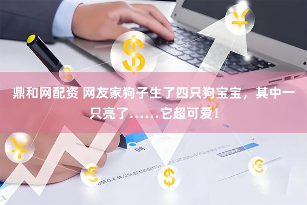 鼎和网配资 网友家狗子生了四只狗宝宝，其中一只亮了……它超可爱！